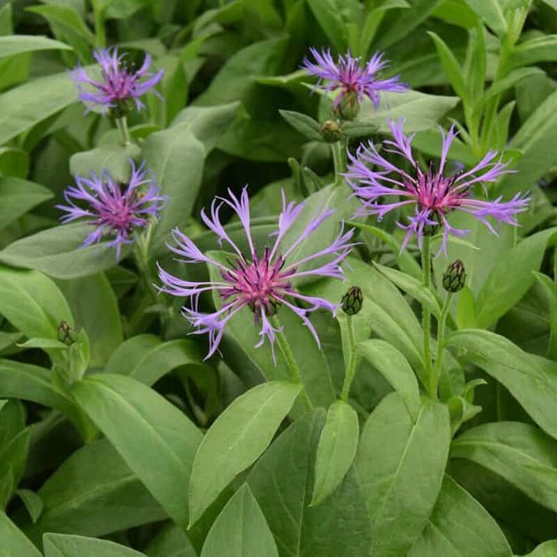 Centaurea montana ---